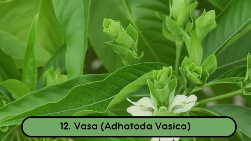 12 Natural Ayurvedic Remedies for Asthma