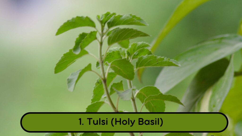 12 Natural Ayurvedic Remedies for Asthma